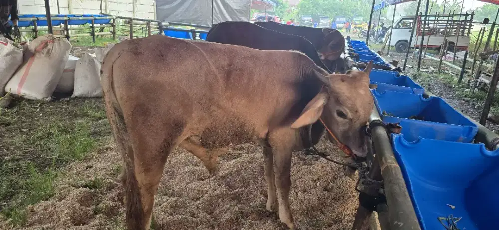 Qurban Sapi Domba memenuhi Syariat