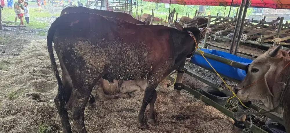 SAPI DAN DOMBA HEWAN QURBAN BERSYARIAT