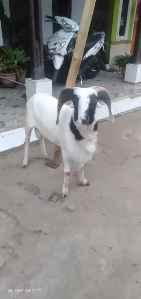 Domba Qurban Ekonomis Si Bless