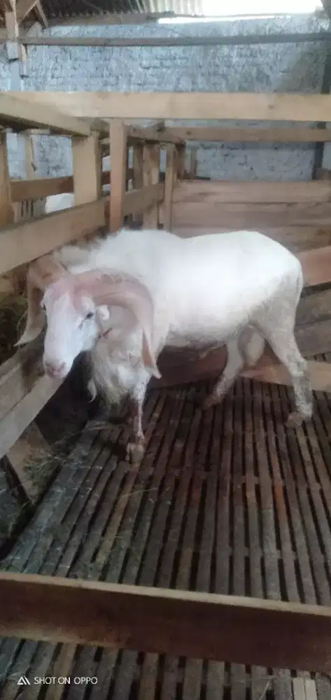 Domba Qurban Jumbo Si Putih