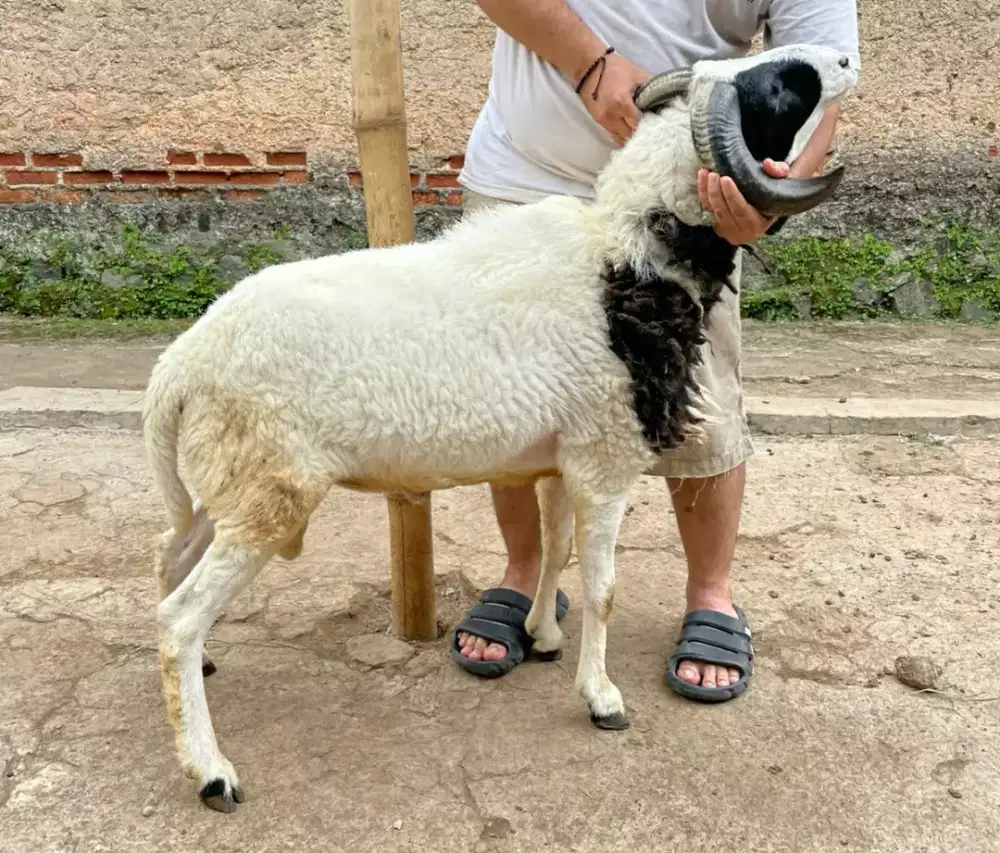 Domba Qurban Ekonomis Si Bocil