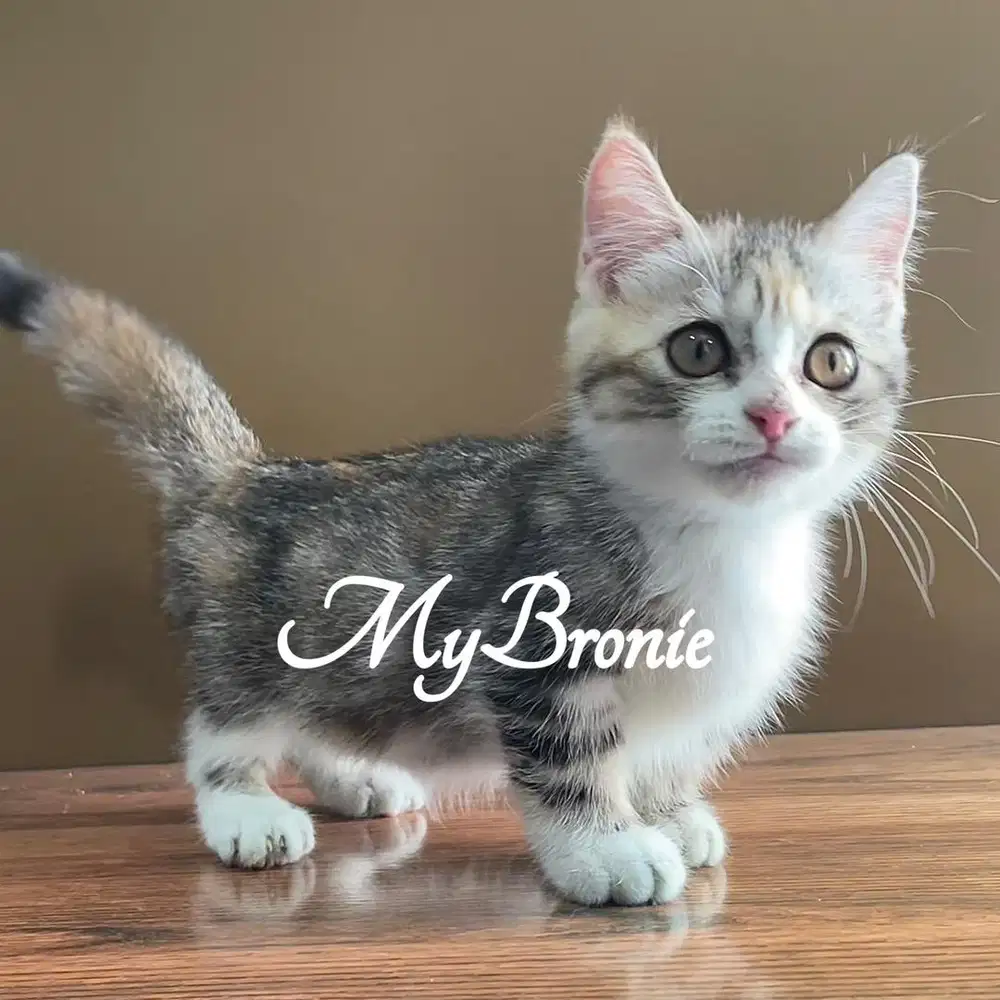 Kucing munchkin british betina murah