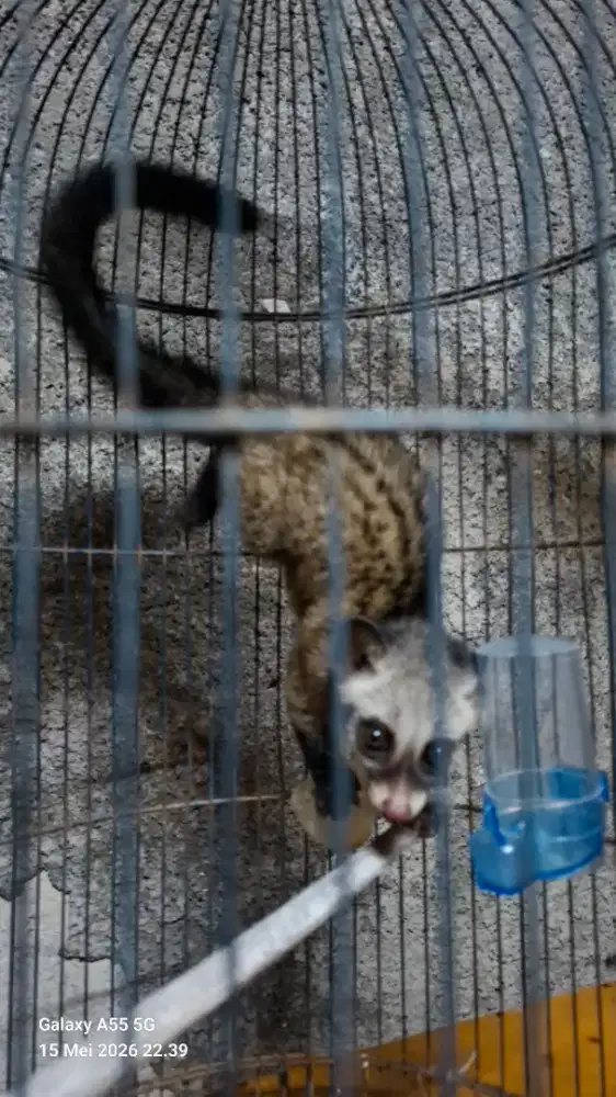 Musang pandan hasil tangkapan