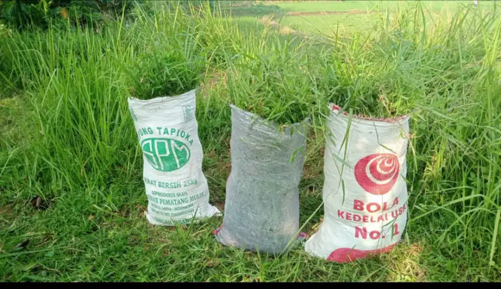 Rumput pakan hewan ternak kambing dan sapi