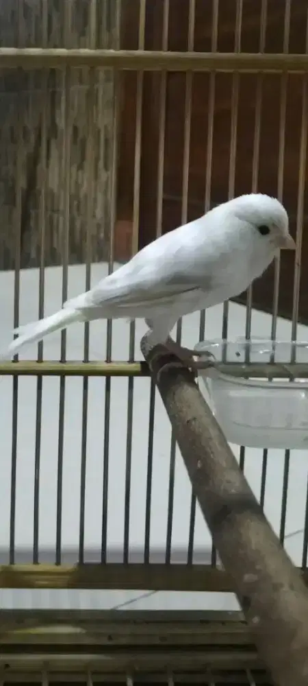 Burung kenari silver putih jarang ada anakan import agate