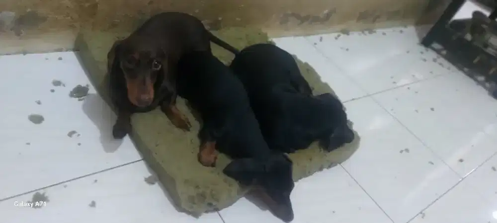 Jual cepat betina mini tekel blacktan