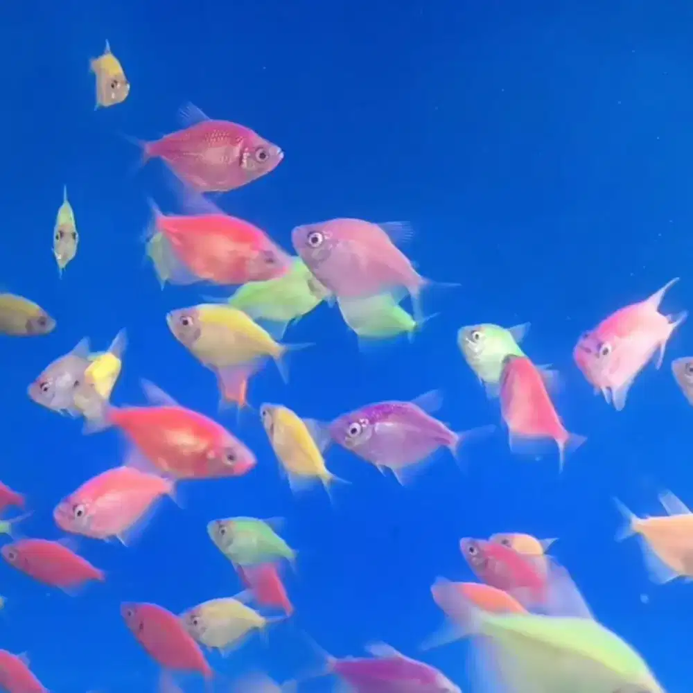 Ikan Glow Fish ±3cm up (Paket >50,100ekor)