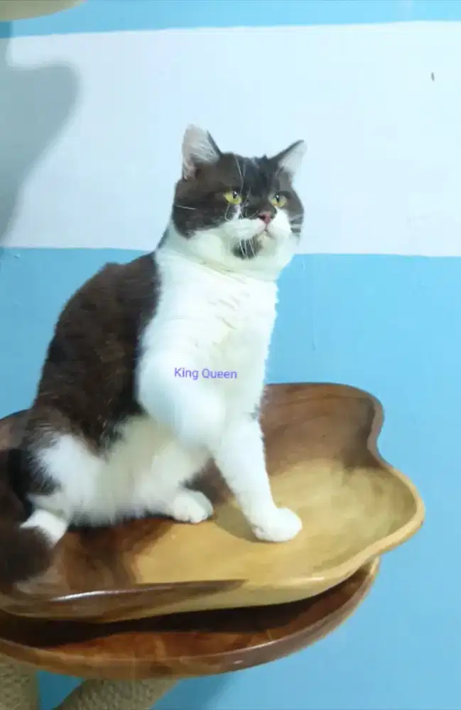 Kucing BSH British Shorthair Cinnamon Bicolor Jantan 8 bulan