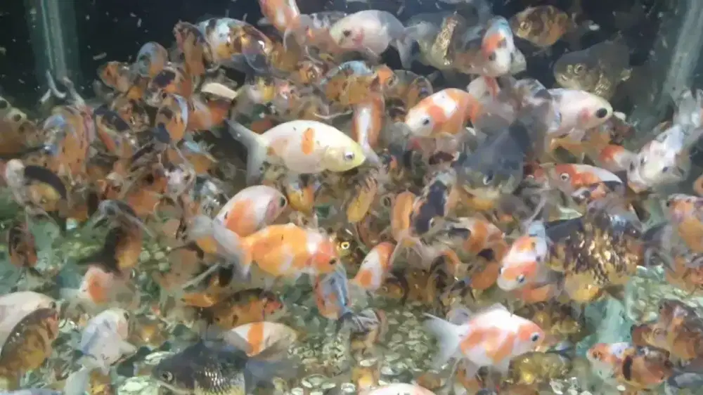 Koki Ranchu Calico / Oranda ±4cm (Paket.>30,50,100ekor)
