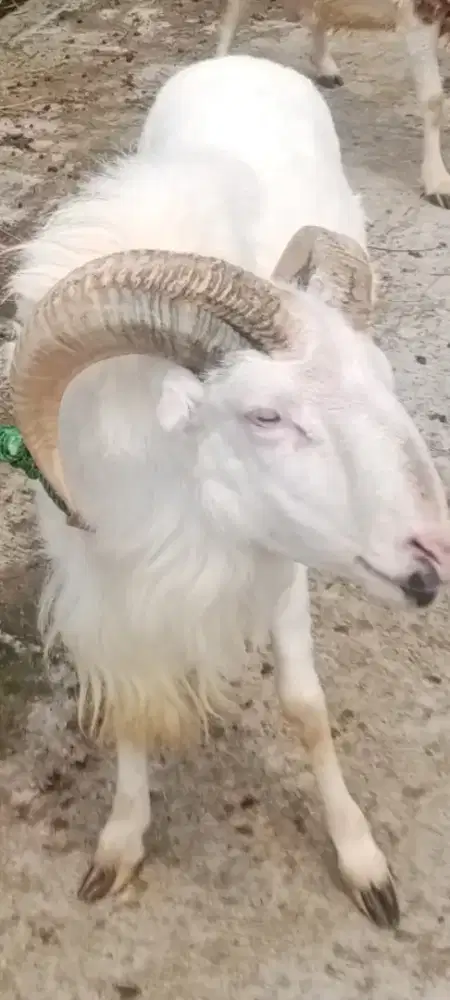 Jual Domba Jantan Untuk Qurban