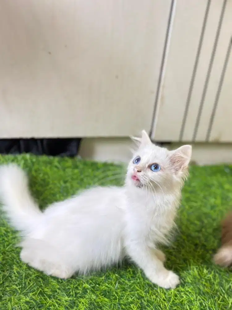 Persia medium longhair