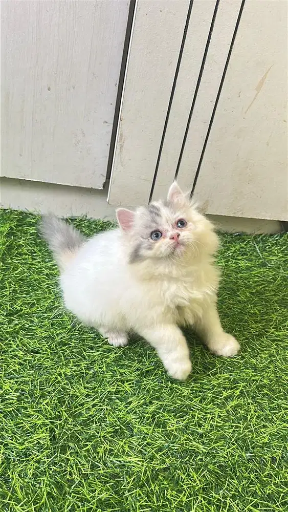 Persia flatnose calico van