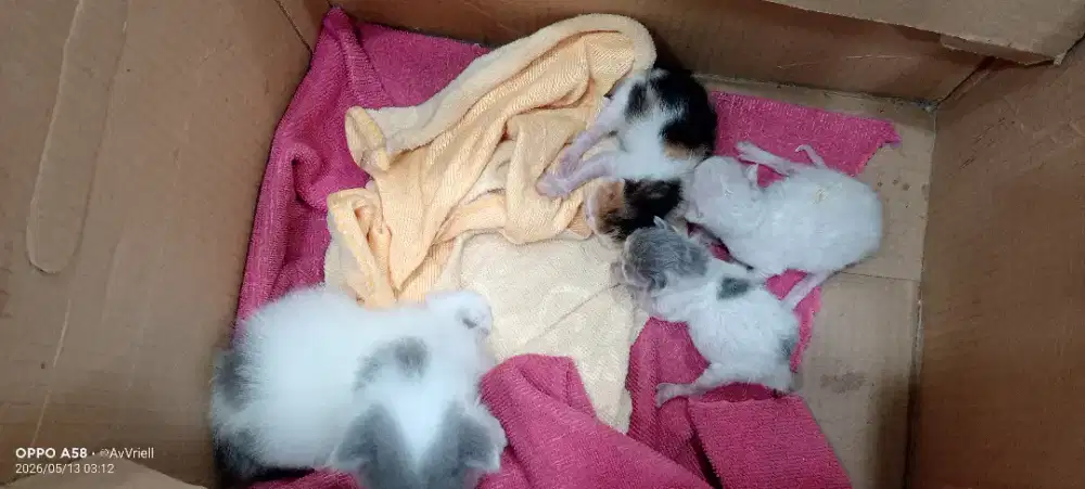 Adopsi anak kucing