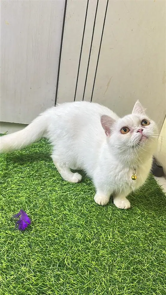 Munckhin bsh kaki pendek