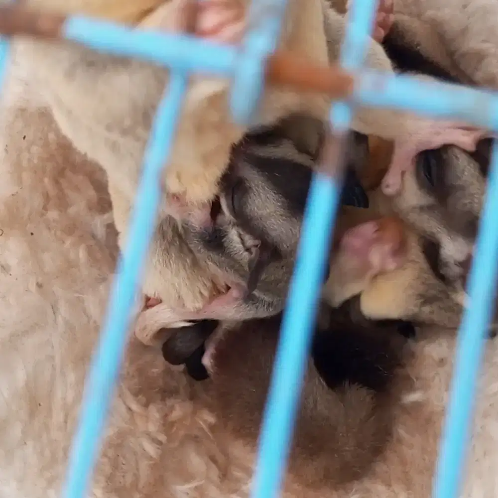 Sugar Glider Mozaic platinum X CG grey het Plat plus anaknya
