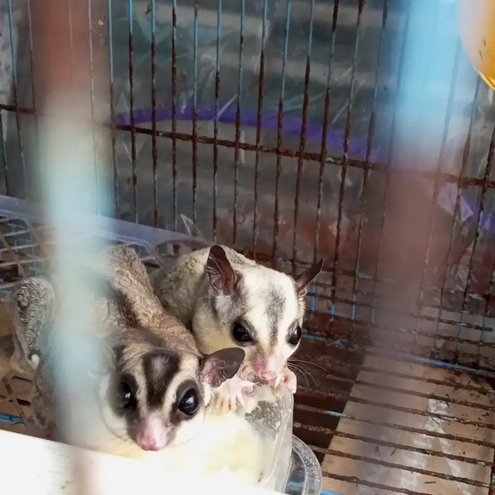 Sugar Glider Mozaic platinum X CG grey het Plat plus anaknya