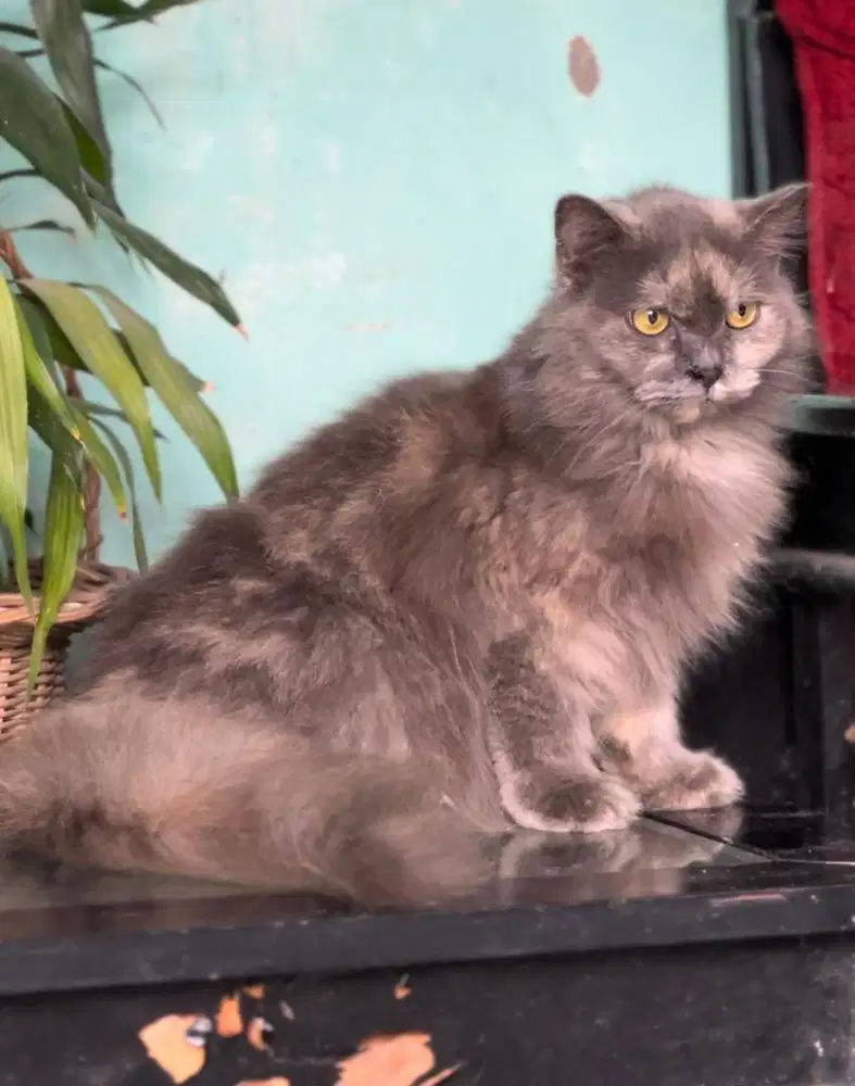 Kucing persia angora betina
