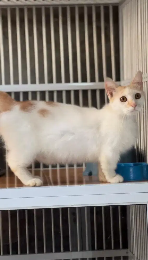 Kucing munchkin cebol kaki pendek jantan