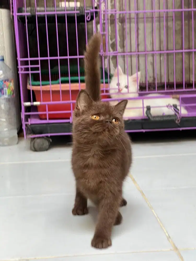Kucing british shorthair chocolate betina
