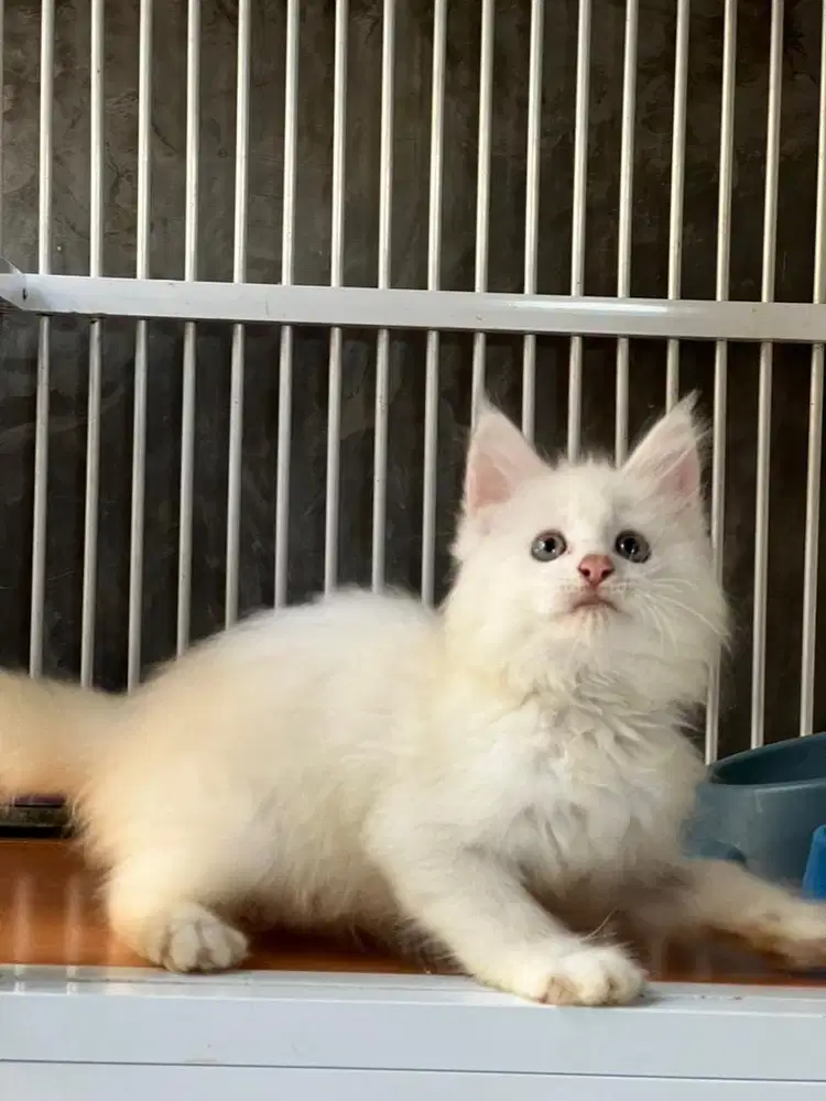 Kucing mainecoon pure betina