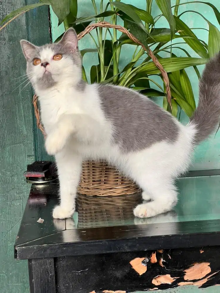 Kucing british shorthair bicolor betina
