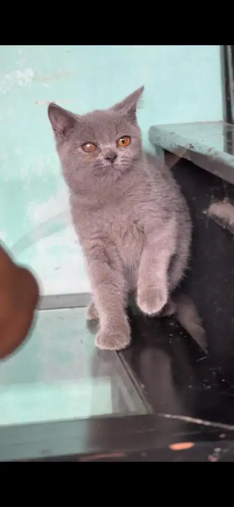 Kucing british shorthair jantan