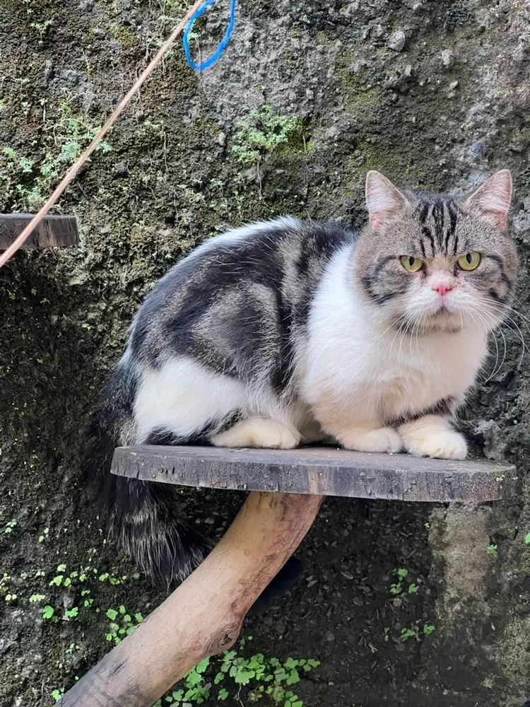 Kucing munchkin kaki pendek jantan