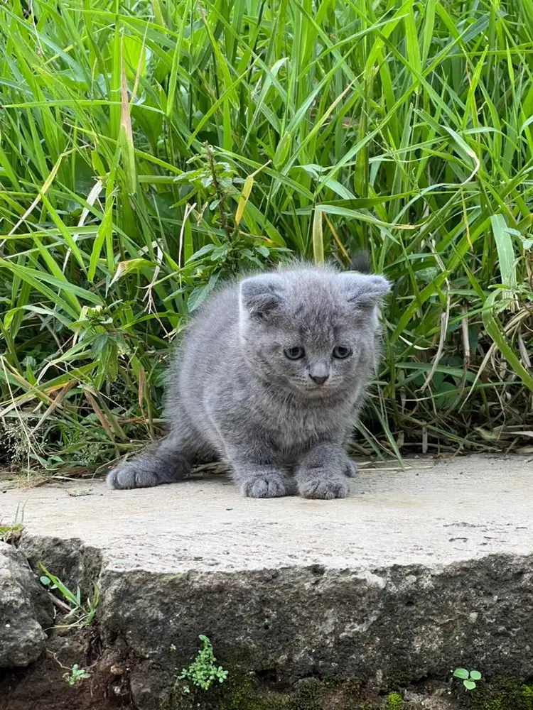 Kucing scottish fold jantan