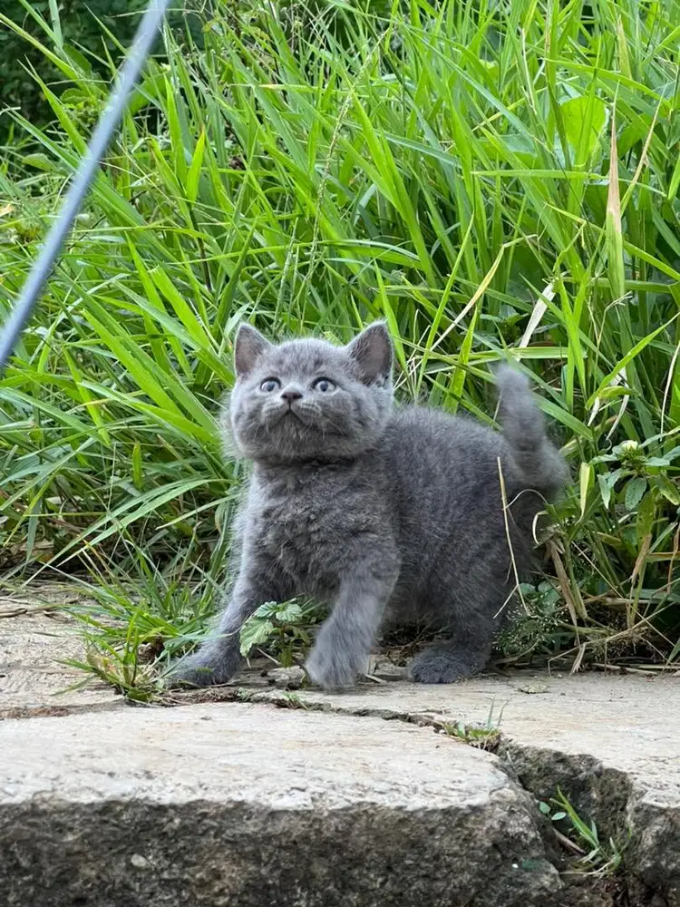 Kucing british shorthair jantan