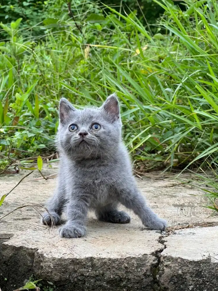 Kucing british shorthair betina