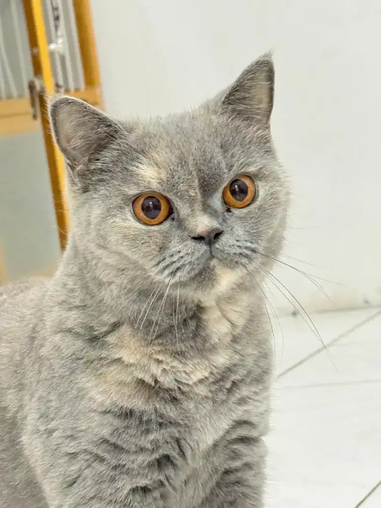 British Shorthair Proven Ped WCF