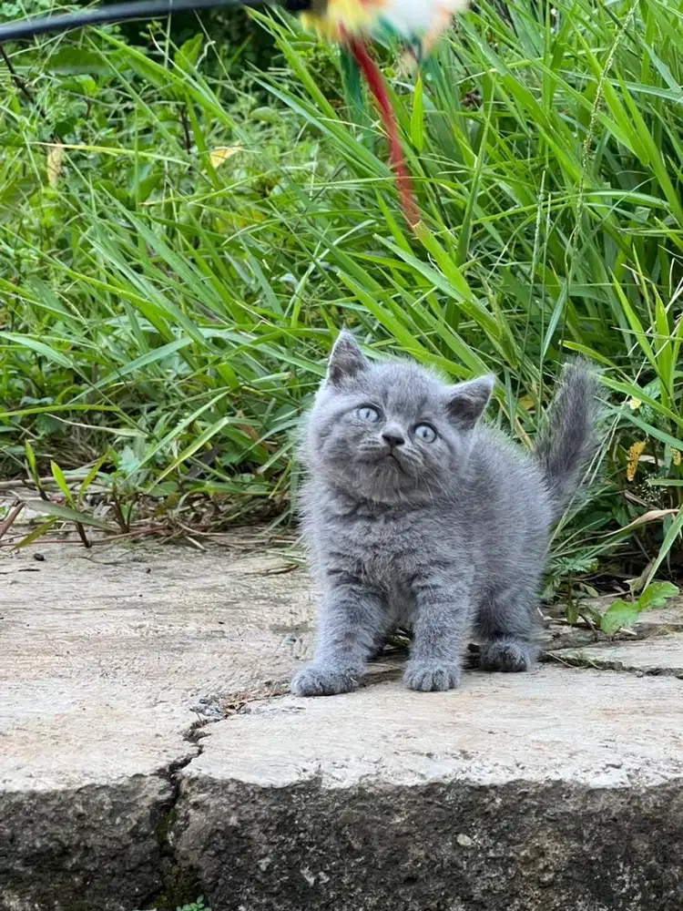 Kucing british shorthair jantan