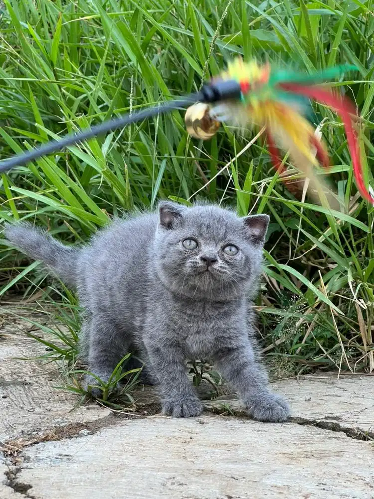 Kucing scottish fold betina