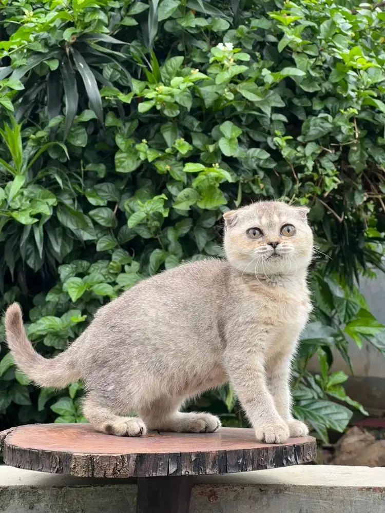 Kucing scottish fold golden betina