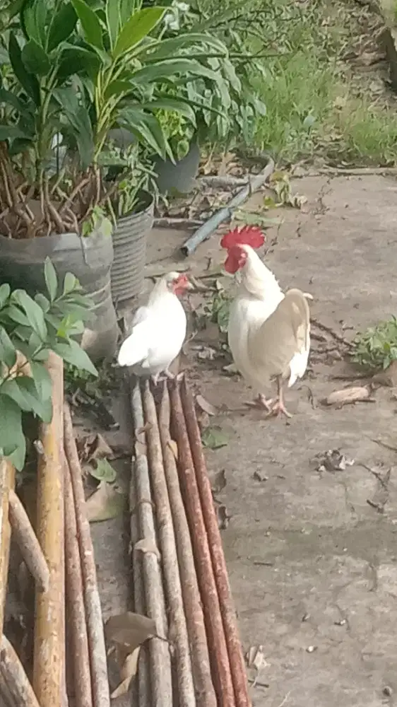Ayam Kate putih
