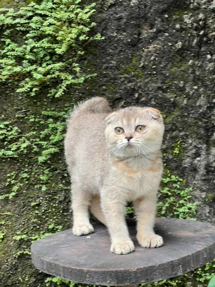 Kucing scottish fold golden betina