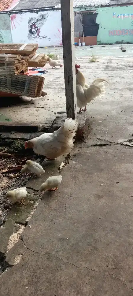Ayam Kate asli putih