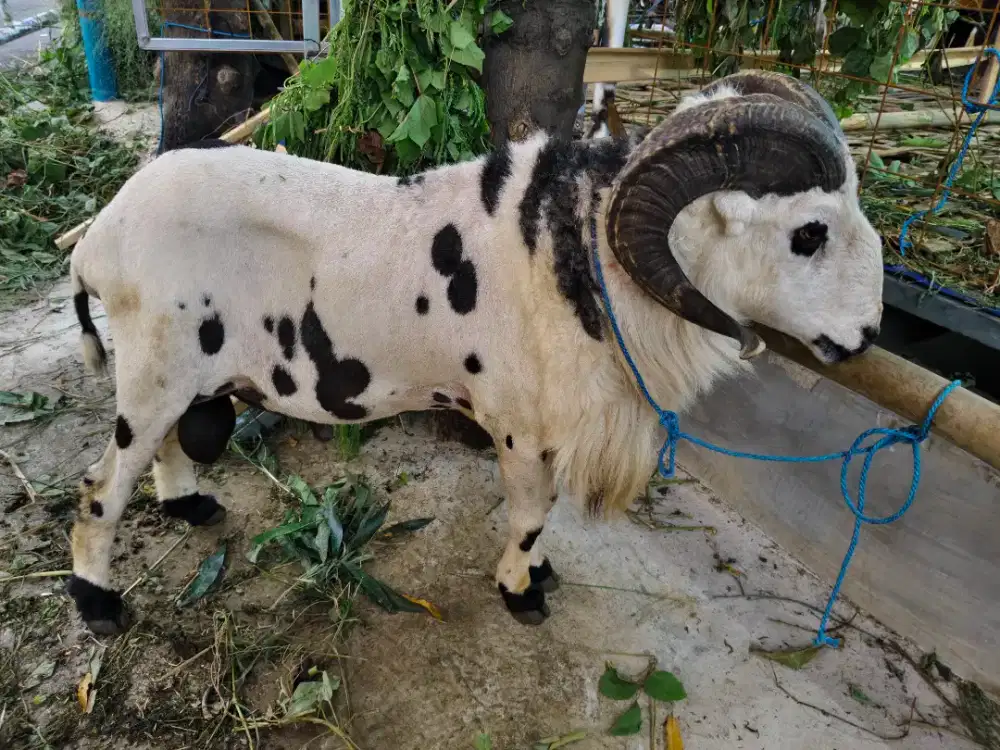 DOMBA GARUT 90 KG SIAP QURBAN PANTAU LOKASI