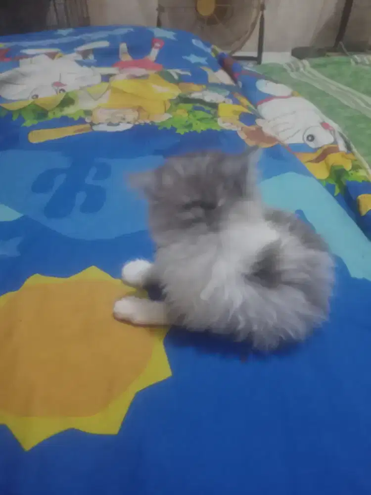 Kitten Persia flatnose