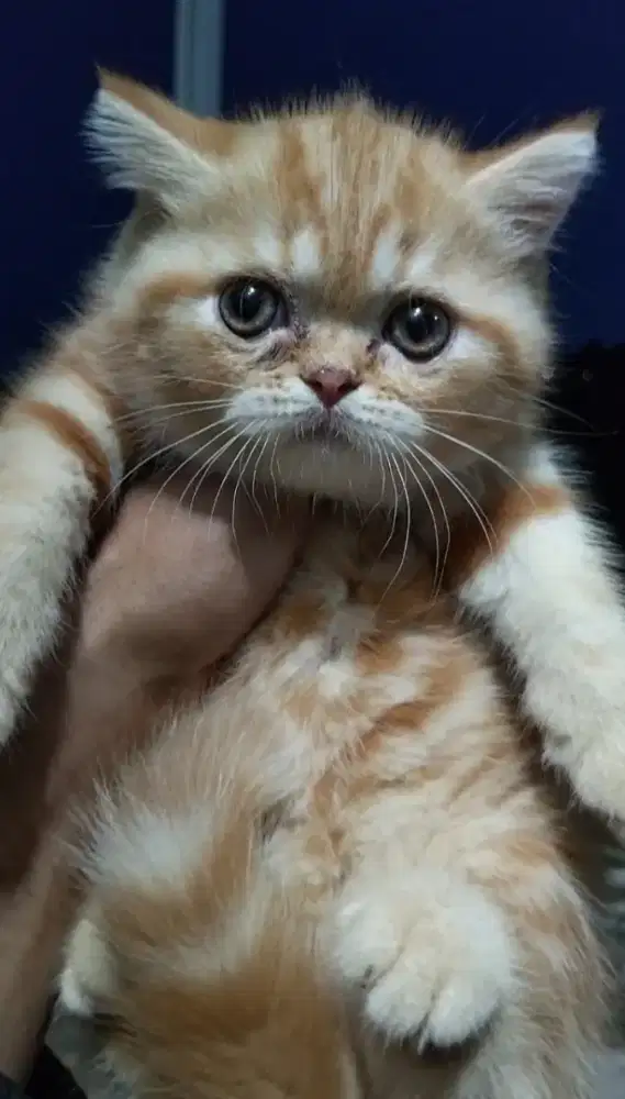 Kucing jantan gendut