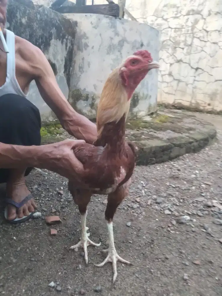 Ayam Bangkok Mangon