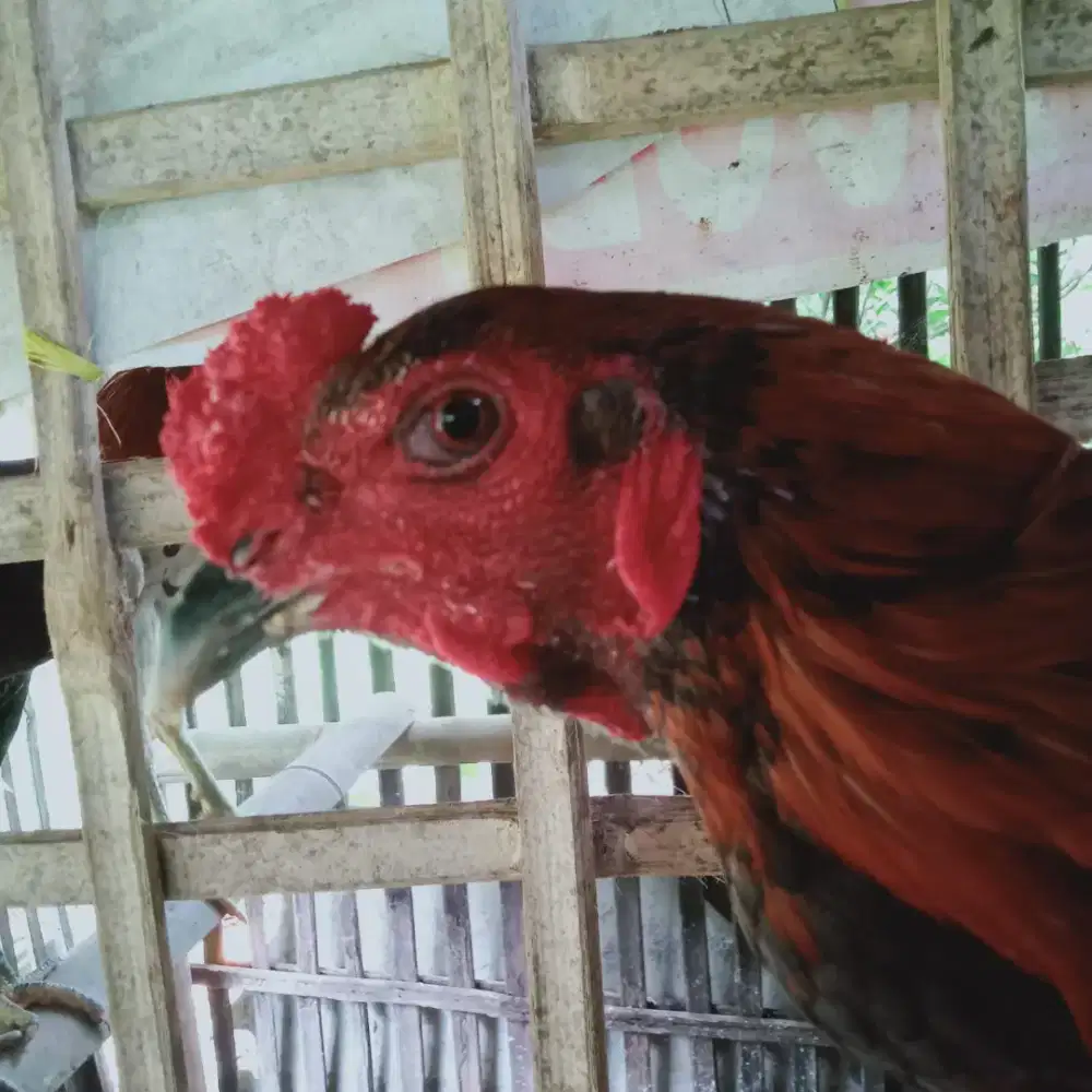 Ayam Bangkok Burma
