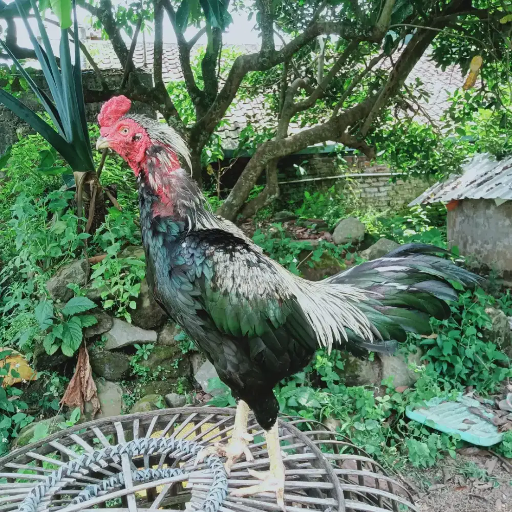 Ayam Bangkok Pamangon IQ Win 7x