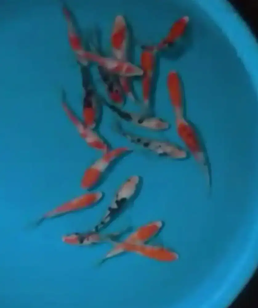 Ikan koi size 13cm