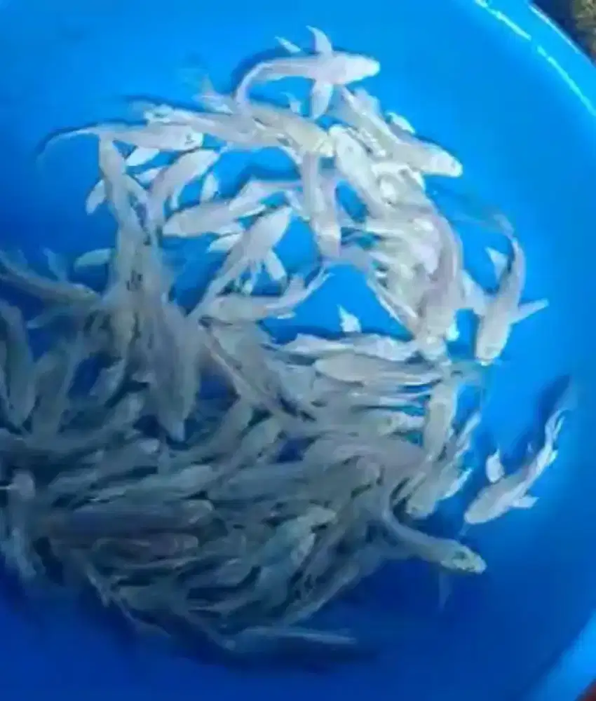 Ikan koi size 13cm