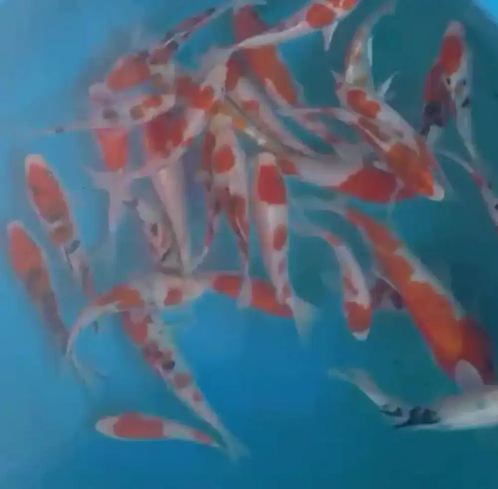 Ikan koi size 13-15cm
