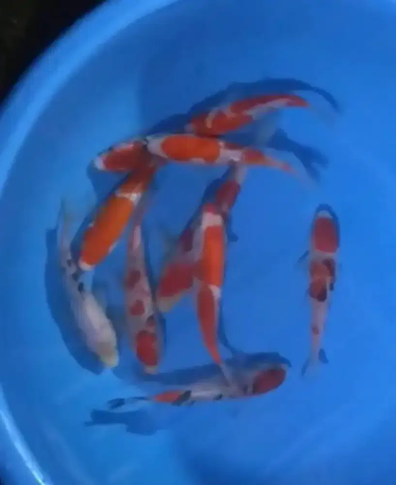 Ikan koi size 15-20cm