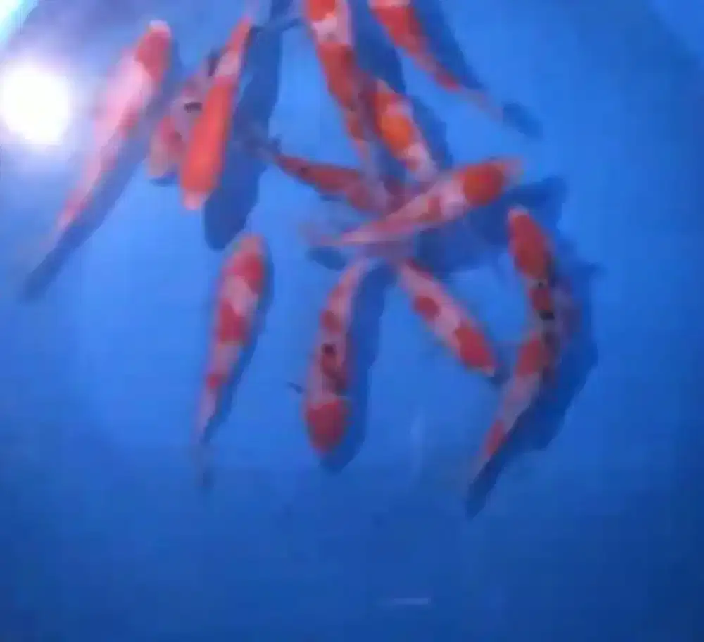 Ikan koi size 13-15cm