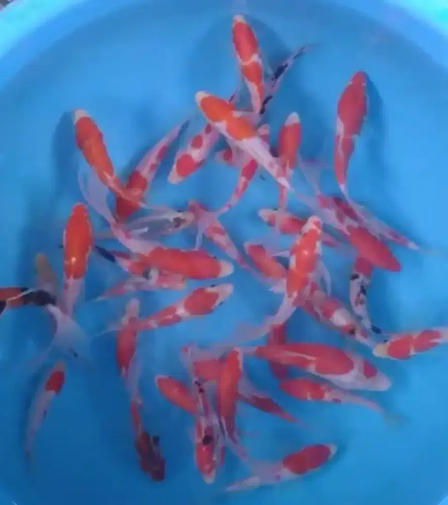 Ikan koi size 13-15cm