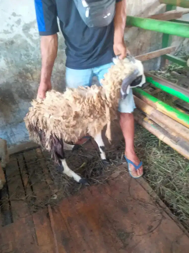 Domba qurban sehat gede